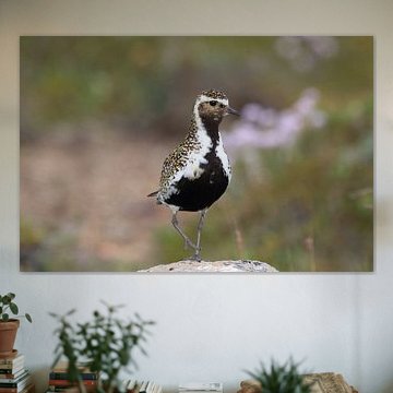Pluvier doré européen (Pluvialis apricaria) dans son habitat naturel, Islande