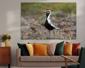 European golden plover (Pluvialis apricaria) in the natural habitat,  Iceland