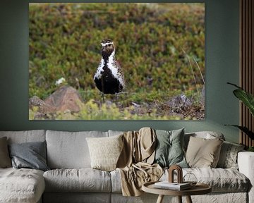 Europese goudplevier (Pluvialis apricaria) in de natuurlijke habitat, IJsland van Frank Fichtmüller