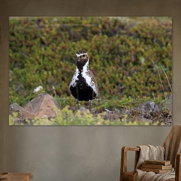 Pluvier doré européen (Pluvialis apricaria) dans son habitat naturel, Islande