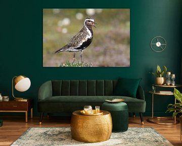 European golden plover (Pluvialis apricaria) in the natural habitat,  Iceland