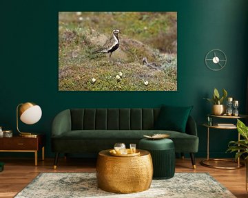 Europese goudplevier (Pluvialis apricaria) in de natuurlijke habitat, IJsland van Frank Fichtmüller