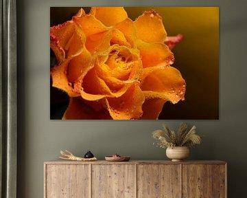 Geel - oranje roos met waterdruppels van Marjolijn van den Berg