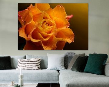 Gelb-orangefarbene Rose mit Wassertropfen von Marjolijn van den Berg