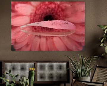 Petal of pink Gerbera with droplets by Marjolijn van den Berg