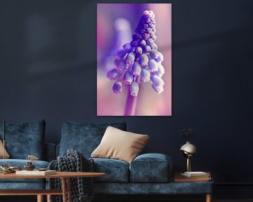 Grape hyacinth by Violetta Honkisz