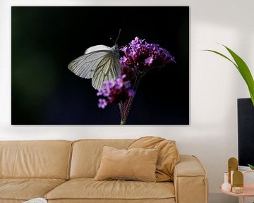 Vlinder op paarse bloem van Marcel Runhart