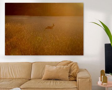 Roe deer in grain field at sunset by Marcel Runhart