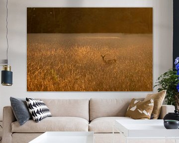 Roe deer gets photographed in grain field by Marcel Runhart