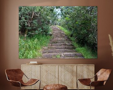 un escalier en pierre dans la campagne avec beaucoup de plantes vertes et d'arbres autour de lui