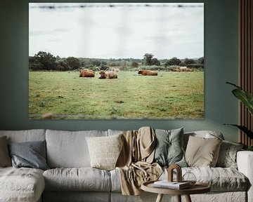 Schotse Hooglanders in wei | Reisfotografie fine art foto print | Engeland, UK van Sanne Dost