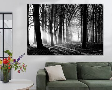 Black and white forest