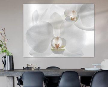 Orchid - white by Mariska Vereijken