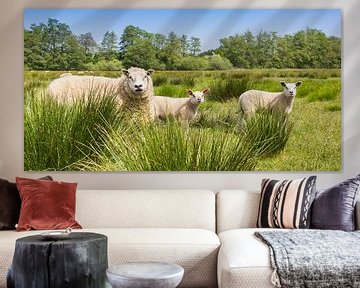 Mouton mère avec deux agneaux sur la lande de Drenthe
