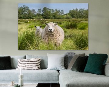 Mère brebis avec son agneau dans les hautes herbes à Drenthe