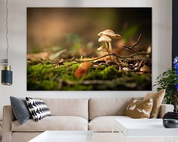 Three mushrooms by Mariette Kranenburg