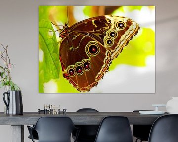 Vlinder in de achtergrondverlichting van Photo Art SD