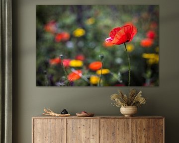 Coquelicot sur Rob Boon