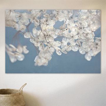 Winter-Hortensie von Mariëtte Aernoudts