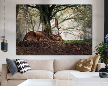 Damhirsch schlafend unter einem Baum im Wald von Jolanda Aalbers