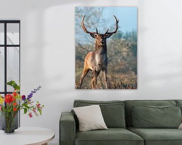 Big fallow deer stands right in front of the lens with a powerful expression