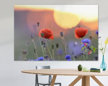 klaprozenveld in zonsondergang duitsland van Frank Fichtmüller
