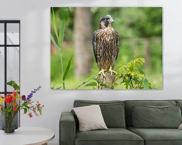 Slechtvalk ( Peregrine Falcon ) van Dennie Vercruijsse