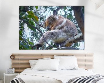 Koala in Eucalyptusboom van Ines Porada