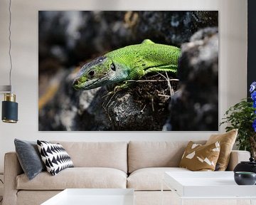 Lézard vert occidental (Lacerta bilineata) Allemagne sur Frank Fichtmüller