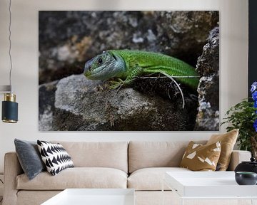 Lézard vert occidental (Lacerta bilineata) Allemagne sur Frank Fichtmüller