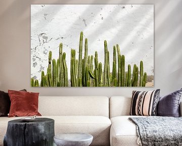 Cactussen voor witte muur van Janneke Snellink