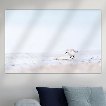 Sandpiper on the beach near Brouwersdam
