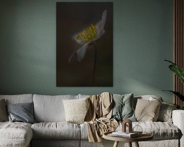 Dark and Moody anemone van John van de Gazelle fotografie