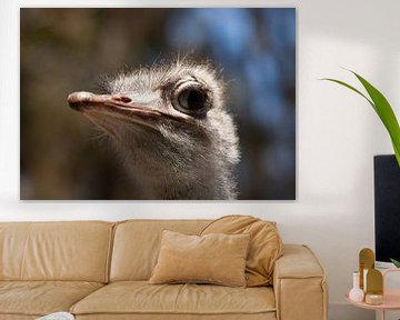 Struisvogel,Afrikanischer Strauß, Common ostrich, Autruche d'Afrique van Corrie Post