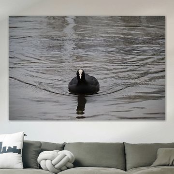 Coot in the water