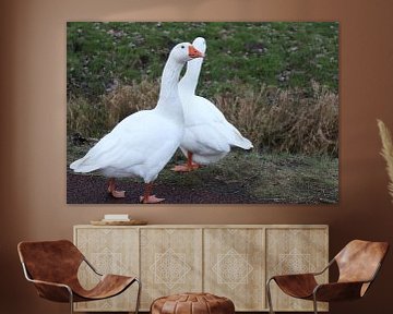 White geese by Nicole Van Stokkum