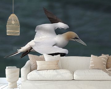 Basstölpel (Morus bassanus) von Dirk Rüter