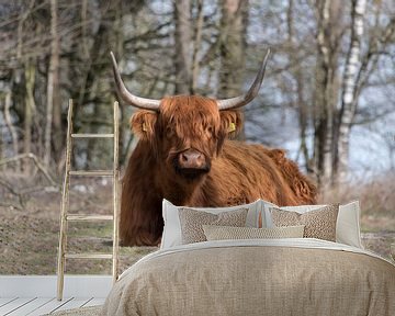 Schotse Hooglander op een zonnige dag van Ans Bastiaanssen