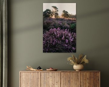 Das violette Heidekraut von Friso van Wassenaer