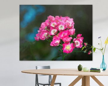 Roze Klimrozen Bloemen van ManfredFotos