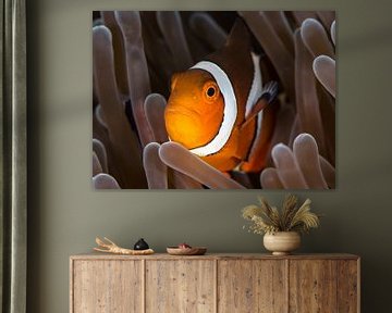 Nemo by Linda Raaphorst