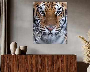 Tiger in Nahaufnahme von Patrick van Bakkum