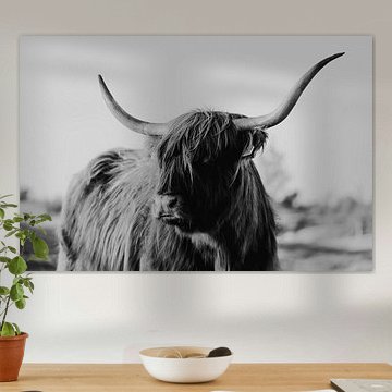 De Zeeuwse Schotse hooglander