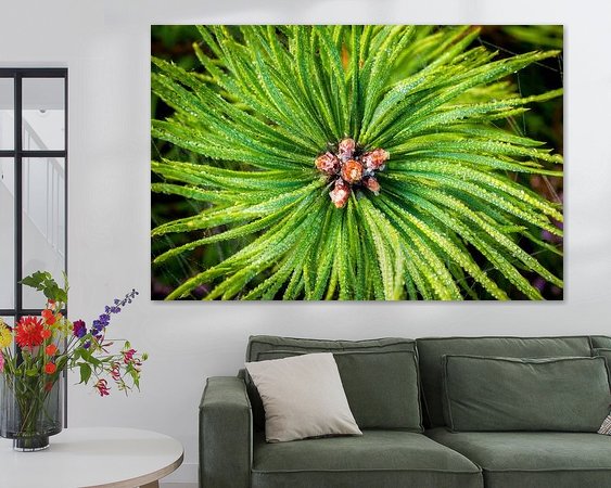 Aperçu de la chambre