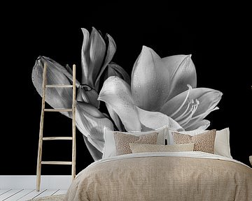 Amaryllis. 2 Bloemportret.