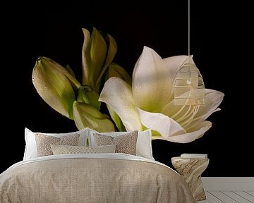 Amaryllis. 3. Flowers. by Alie Ekkelenkamp