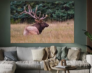 Elk,Wapiti,in Alberta ,Canada van eddy Peelman
