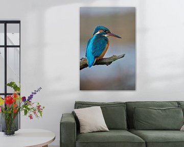 Kingfisher by Kingfisher.photo - Corné van Oosterhout