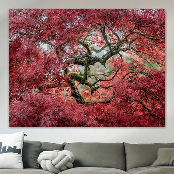 Der Zauber des japanischen Ahorns