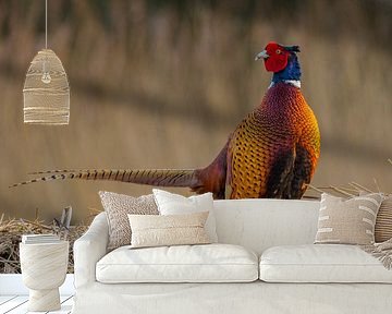 Pheasant by Jan-Willem Mantel